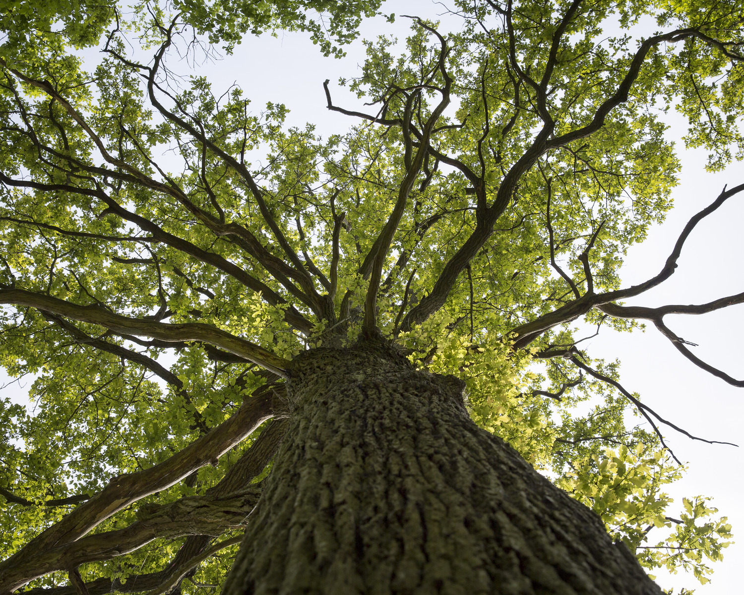 Forêt de Rosny-sur-Seine (78)