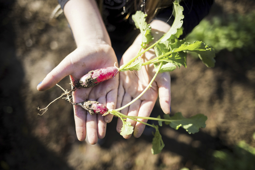 Jardins partagés dans le quartier du Petit-Nanterre à Nanterre (92)