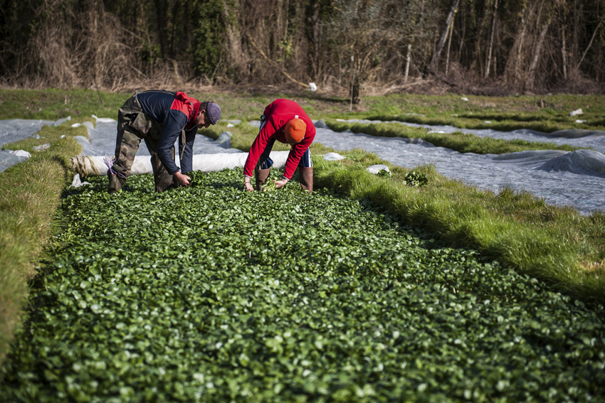 Cressonière à Méréville (91)